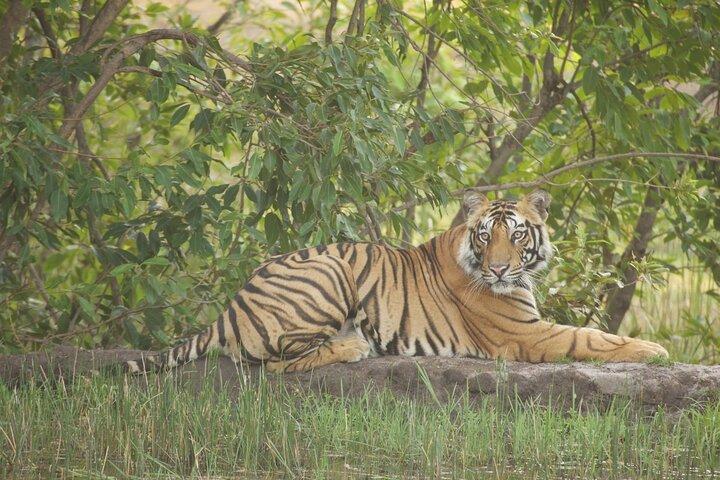 Bardia National Park package with Tiger Tops Karnali lodge