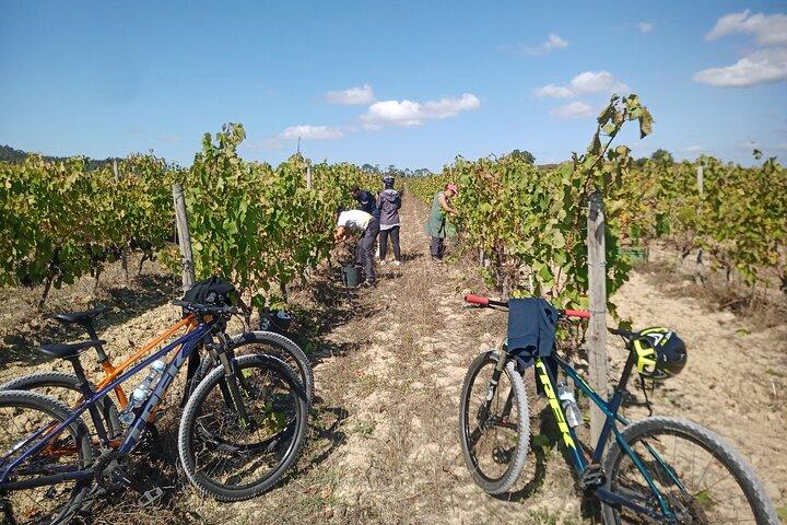 Cycling Vineyards of Bairrada Route, full day from Coimbra