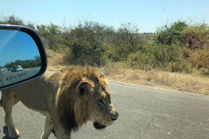 Kruger National Park Full-Day Tour