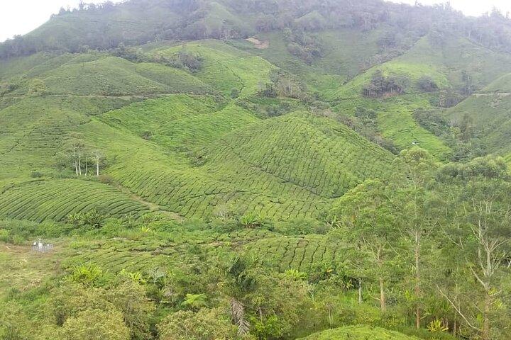 Cameron Highlands Full Day Tour