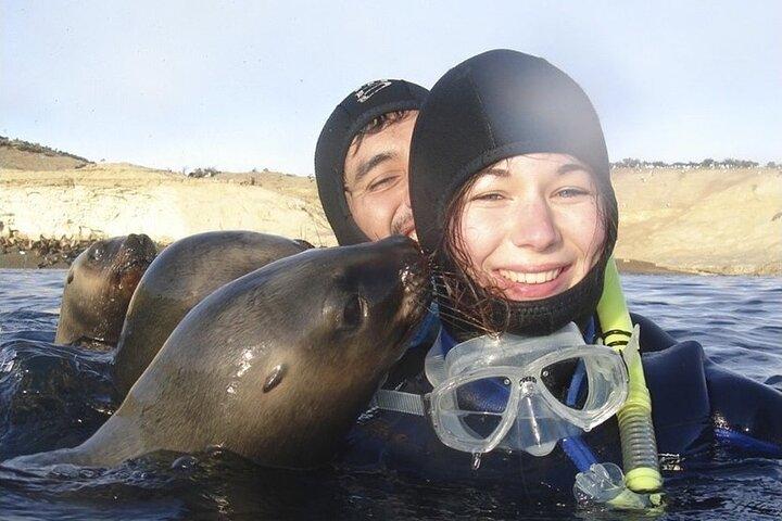 Snorkeling with Sea Lions and Wildlife Adventure