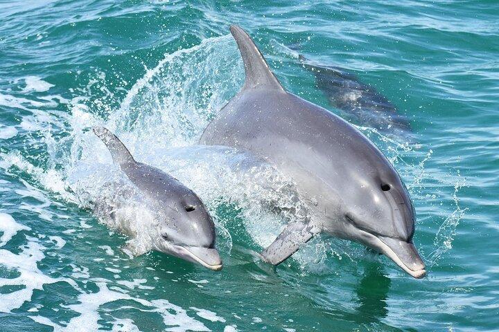 Mandurah Dolphin Cruise and Views