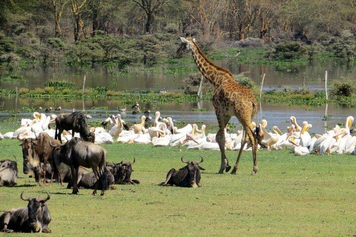 5-Day Masai Mara Lake Nakuru and Naivasha Small-group Safari Tour