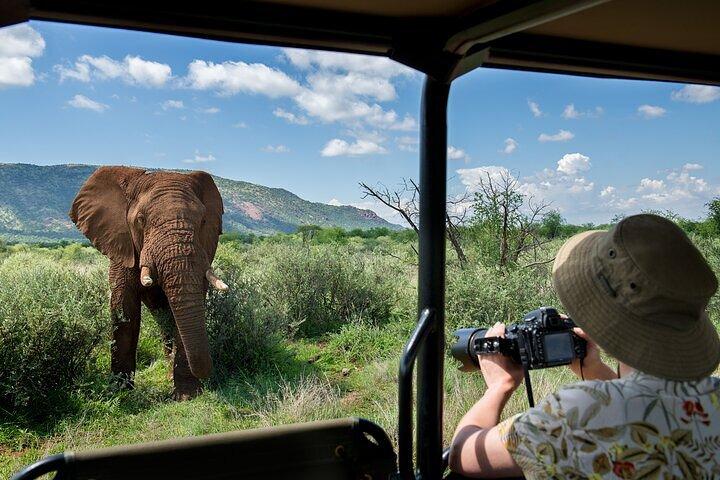 3-Hour Private Game Drive in Pilanesberg National Park