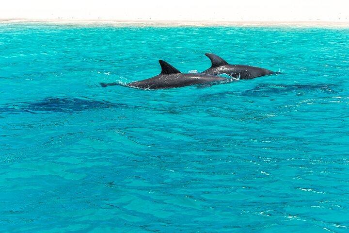 Dolphin Tour & Snorkeling at Mnemba Island