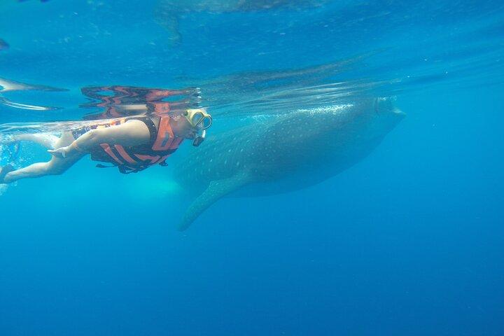 Whale Shark Tour Isla Mujeres
