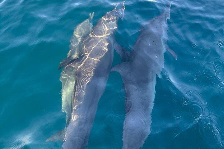 3-Hour Dolphin Watching Experience in Puerto Escondido