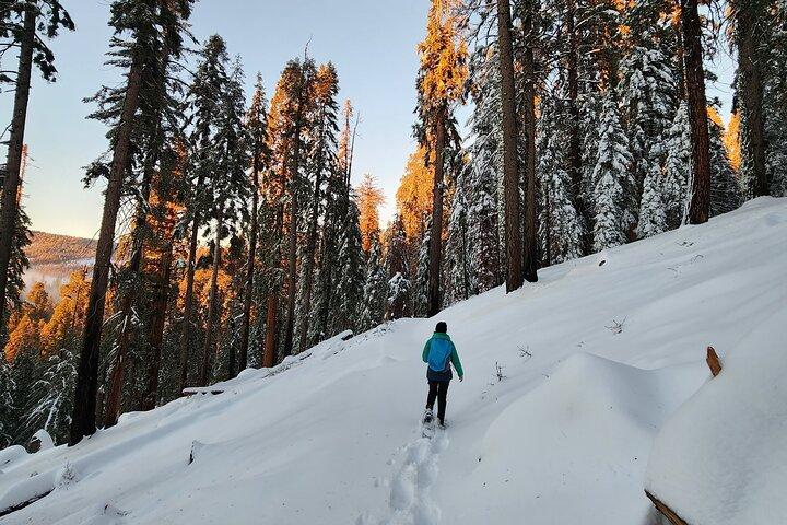 Sequoia National Park Snowshoe Adventure
