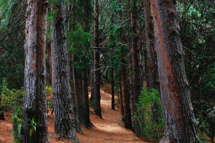 Explore the Redwoods