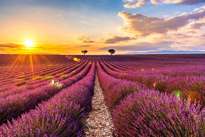 Visit the lavender fields, the Gorges du Verdon and Moustiers.