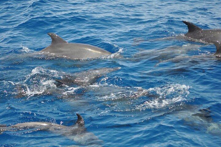 Dolphin tour banana boat from Bay / Sahl Hasheesh / Soma Bay / Safaga