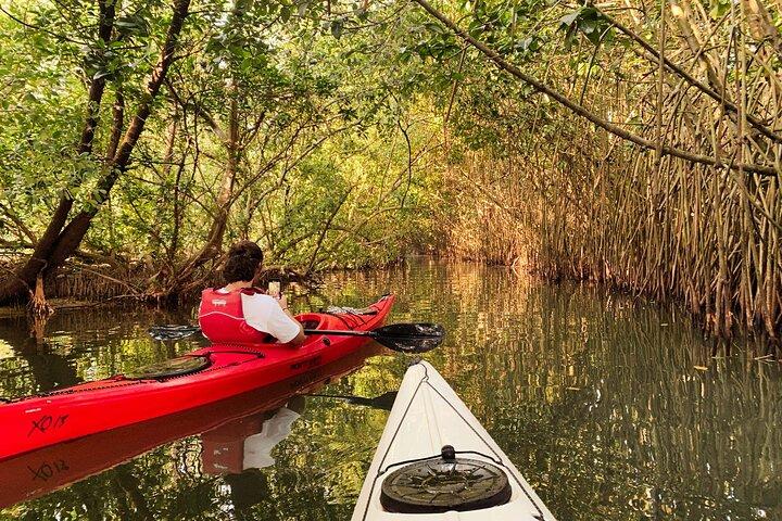 Kayaking in Mangrove Forest of Paravur Backwaters near Varkala and Kollam