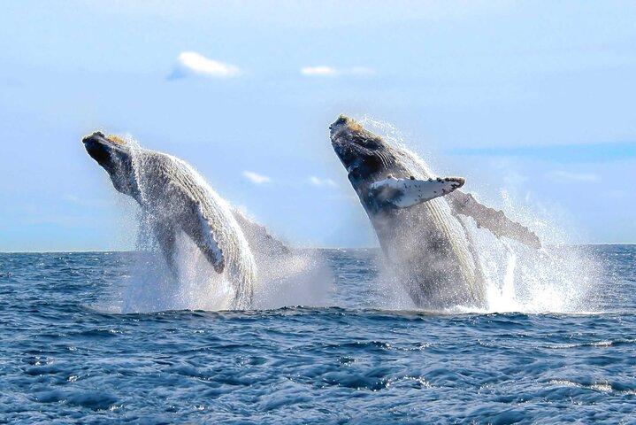 Whale Watching Tour in Samana Bay from Las Terrenas