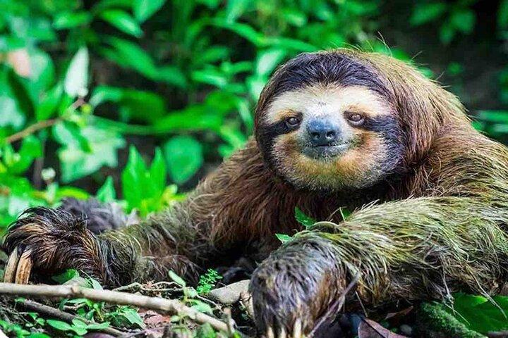 Private Tour to Monkey Island and Sloth Sanctuary in Gamboa