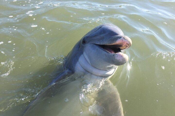 Private Hilton Head Dolphin Tour