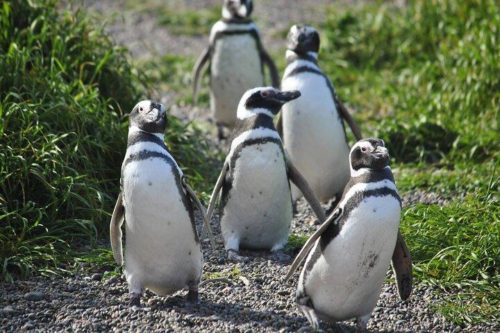 Wonderful Punta Tombo Penguin Rookery Tour 