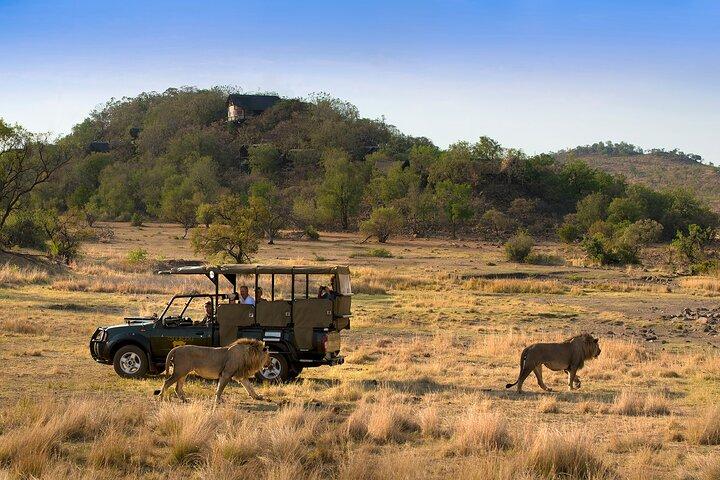 Full Day Pilanesberg Safari Adventure