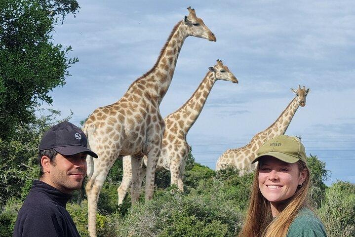 Private Full-Day Addo Elephant Park & Giraffe Walk Safari
