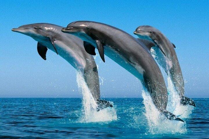 2 Hour Dolphin Watching Experience in Muscat