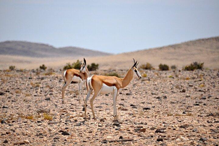 Namib Desert Landscape Tour