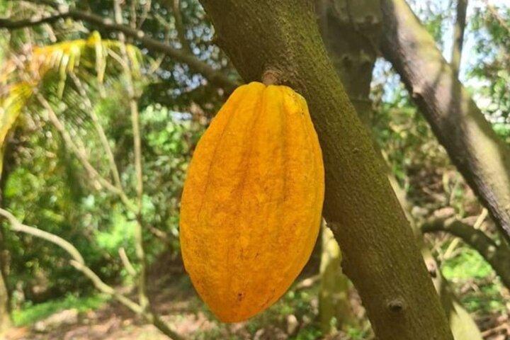 Cocoa plantation discovery and workshop