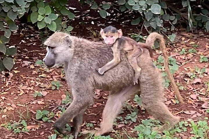 3 Day Private Guided Tour Safari Tsavo East and West in Malindi 