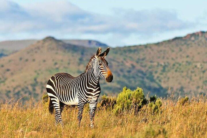 2 Day Private Luxury Addo Elephant & Mountain Zebra Park Safari