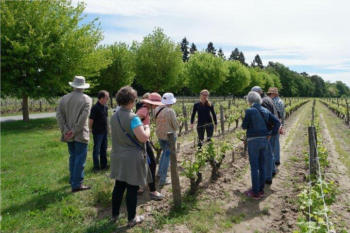 Loire Valley Wines Private Day Tour with Tastings from Tours or Amboise