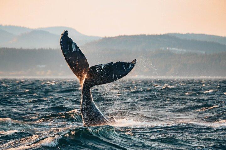 Sunset Whale Watching Adventure from Vancouver