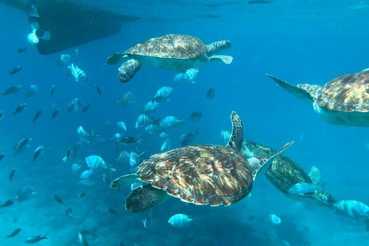 São Vicente: Private Snorkel Experience with Sea Turtle