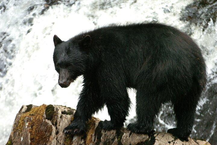 Alaskan Bear Encounter by Land & Sea