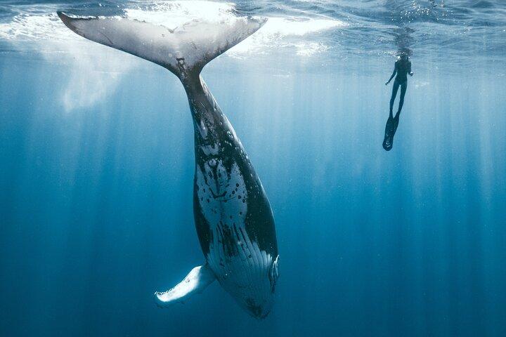 Swim with humpback whales 