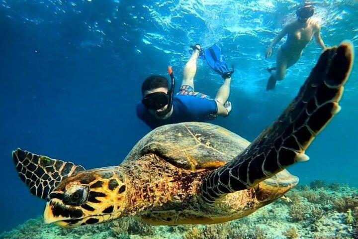 Snorkeling Gili Islands Coral, Turtles & Underwater Statues