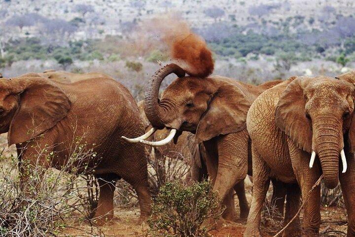 Full-Day Private Tour of Tsavo East National Park from Malindi