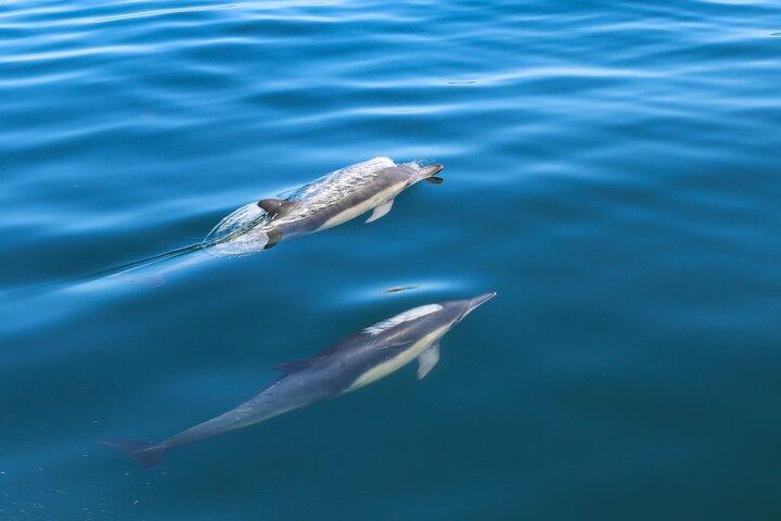 Guided Dolphin Watching in the Arrábida Natural Park