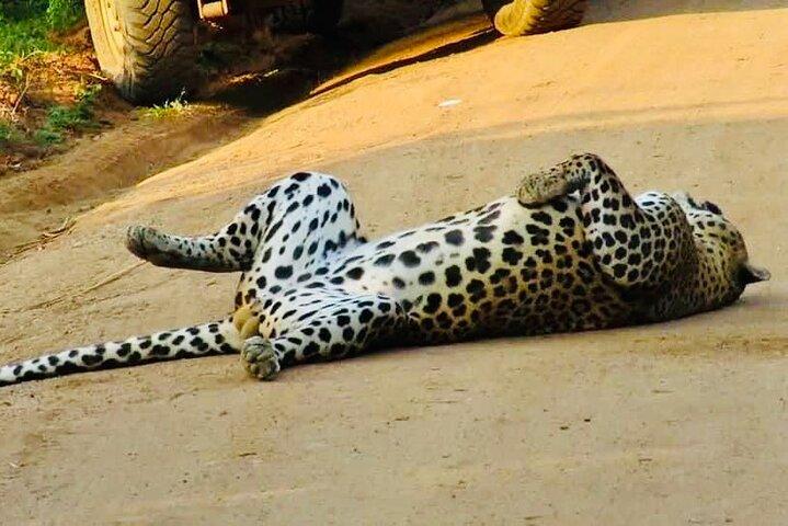 Private Yala National Park Leopard Safari from Galle