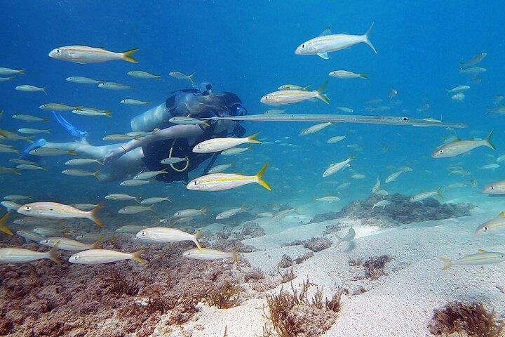 Beginner Scuba Diving Tour with Videos-PCB