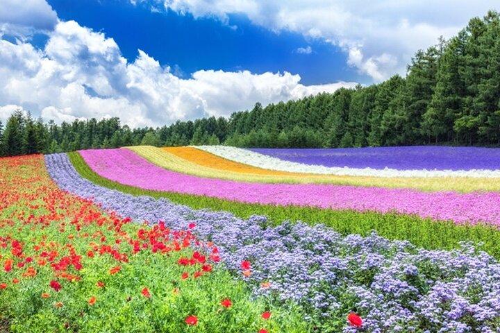 Hokkaido Highlights of Flower Blossom, Asahiyama Zoo& Blue pond「Aoi-ike」!