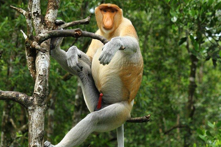 Day Trip Sepilok Orang Utan & Labuk Bay Proboscis Monkey