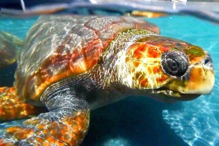 Turtle Experience in Sal island