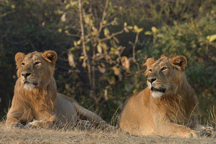 Private Lion Safari in the Gir National Park in Gujarat