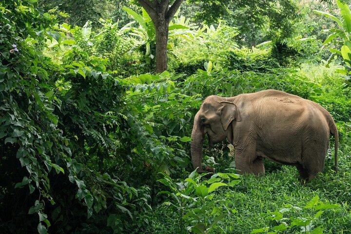 Khaolak Elephant Sanctuary, Cooking Class and Waterfall Tour