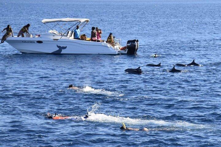Mauritius : Dolphins Swim and Ile Aux Bénitiers with BBQ