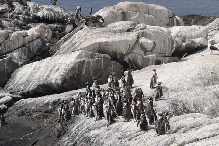 Penguins Island Horse Riding & Picnic from Valparaiso