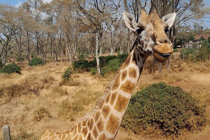 Nairobi Half Day Tour to Giraffe Centre and Elephant Orphanage 