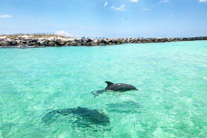  3 Hour Dolphin Tour and Snorkeling in Shell Island