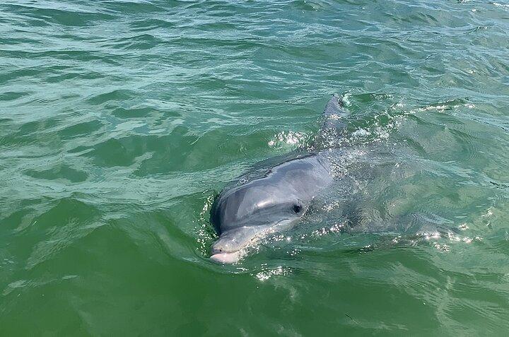 Private Dolphin & Sightseeing Boat Day Tour