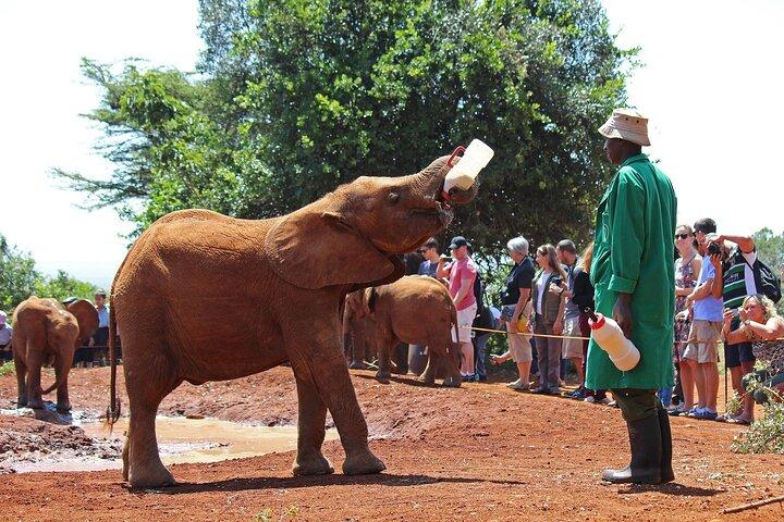 Full Day Tour Nairobi National Park, Elephant Orphanage & Giraffe Center