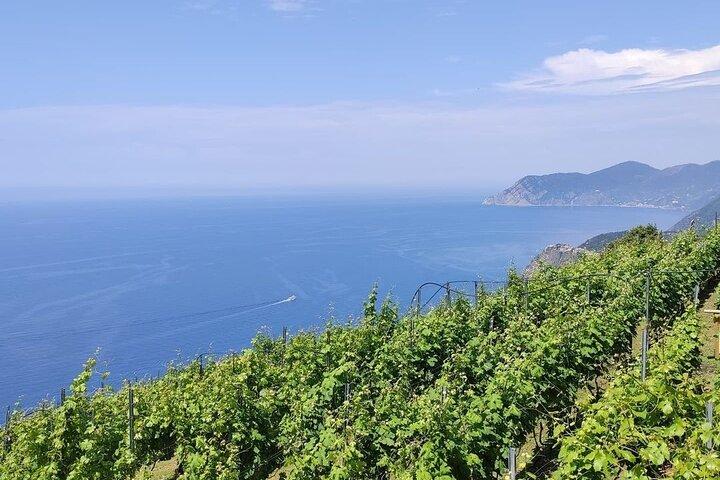 BarCa Winery Cinqueterre Tour with Wine Tasting & Pesto Class