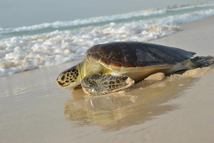 Experience with sea turtles in Boavista